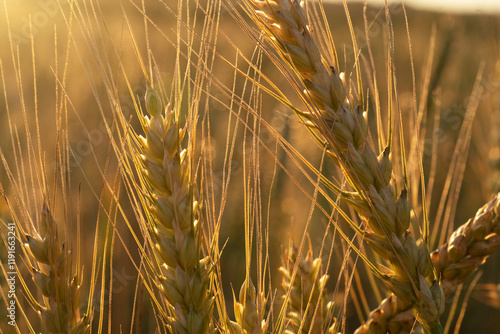 Obraz na płótnie beautiful golden wheat ears at meadow at sunny evening, at sunset. macro w salonie