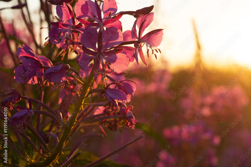 medicinal and edible herb, blooming Sally herb blossoming on field at sunny day. macro