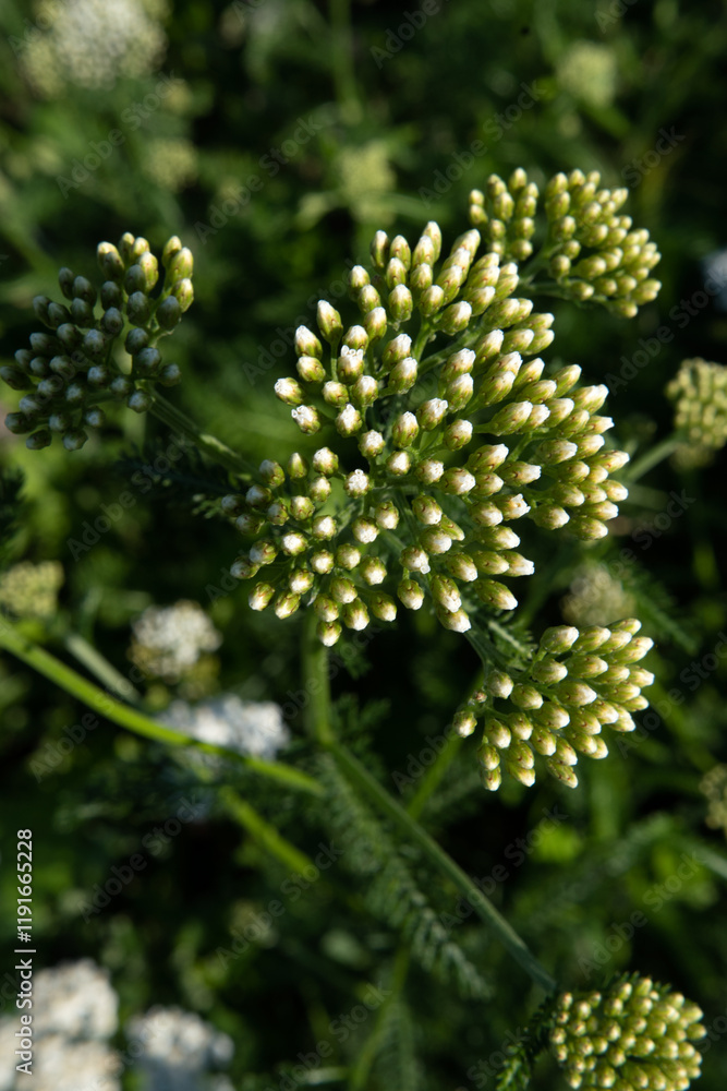 buds of medicinal yarrow herb blossoming on field at sunny day. close up