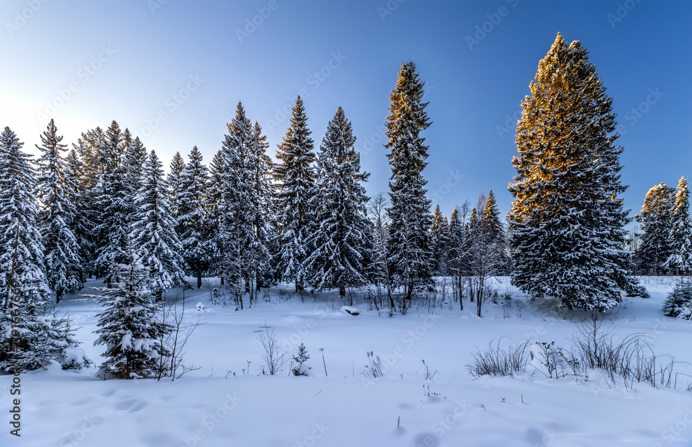Snowy fir-trees in forest in winter. Beautiful winter landscape. Composition of nature. Karelia, Russia.