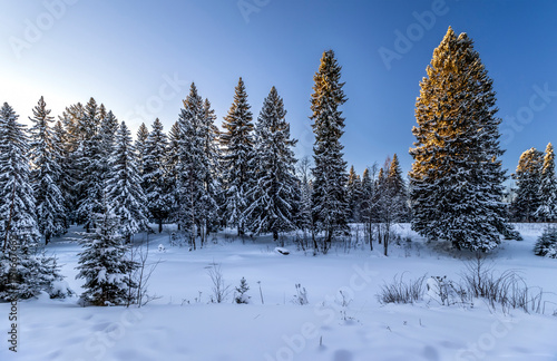 Obraz na płótnie Snowy fir-trees in forest in winter. Beautiful winter landscape. Composition of nature. Karelia, Russia. w salonie