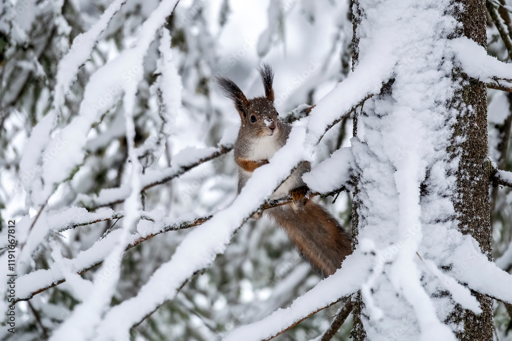 Squirrel on spruce branch looking at delicious cone winter forest with snowy trees and snowfall