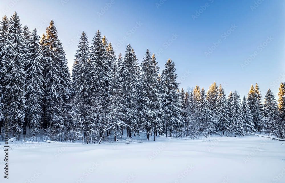 Snowy pine forest in winter. Beautiful landscape. Composition of nature. Karelia, Russia.