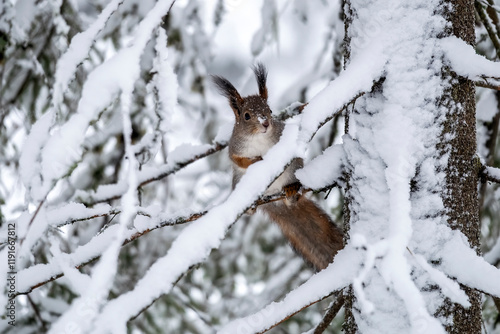 Obraz na płótnie Squirrel on spruce branch looking at delicious cone winter forest with snowy trees and snowfall w salonie