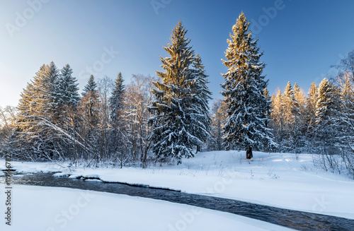 Obraz na płótnie Snowy fir-trees in forest and river in winter. Beautiful landscape. Composition of nature. Karelia, Russia. w salonie