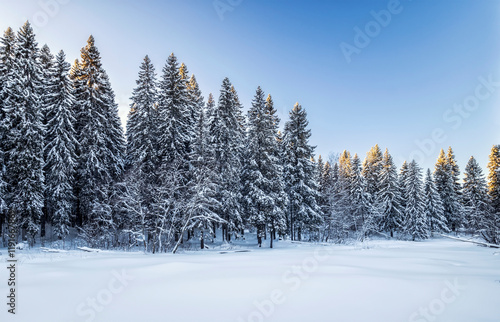 Obraz na płótnie Snowy pine forest in winter. Beautiful landscape. Composition of nature. Karelia, Russia. w salonie