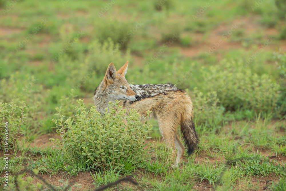 Obraz premium Black backed jackal out scavenging