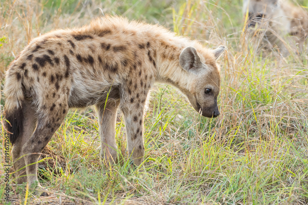 Young hyena in the african bush Young hyena in the african bush