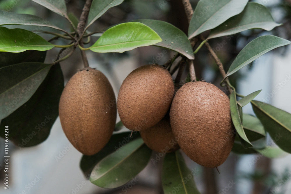 Three sapodilla fruits on tree that are almost ready to be picked in the home garden Three sapodilla fruits on tree that are almost ready to be picked in the home garden