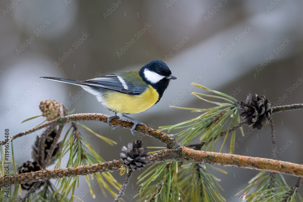 Obraz premium A big tit in a pine forest on pine twigs with cones