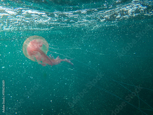 mediterranean jellyfish . jellyfish in Mediterranean Sea, beautiful jellyfish swims in the Mediterranean Sea . pink jellyfish dancing in the dark blue sea water, underwater animal.	 photo