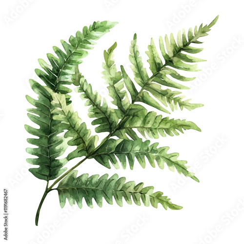 A watercolor painting of a Christmas fern, isolated on a white background. Christmas fern vector.
