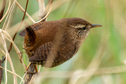 Eurasian Wren (Troglodytes troglodytes) in Glen Park, Cork - often found in hedgerows and forests. photo