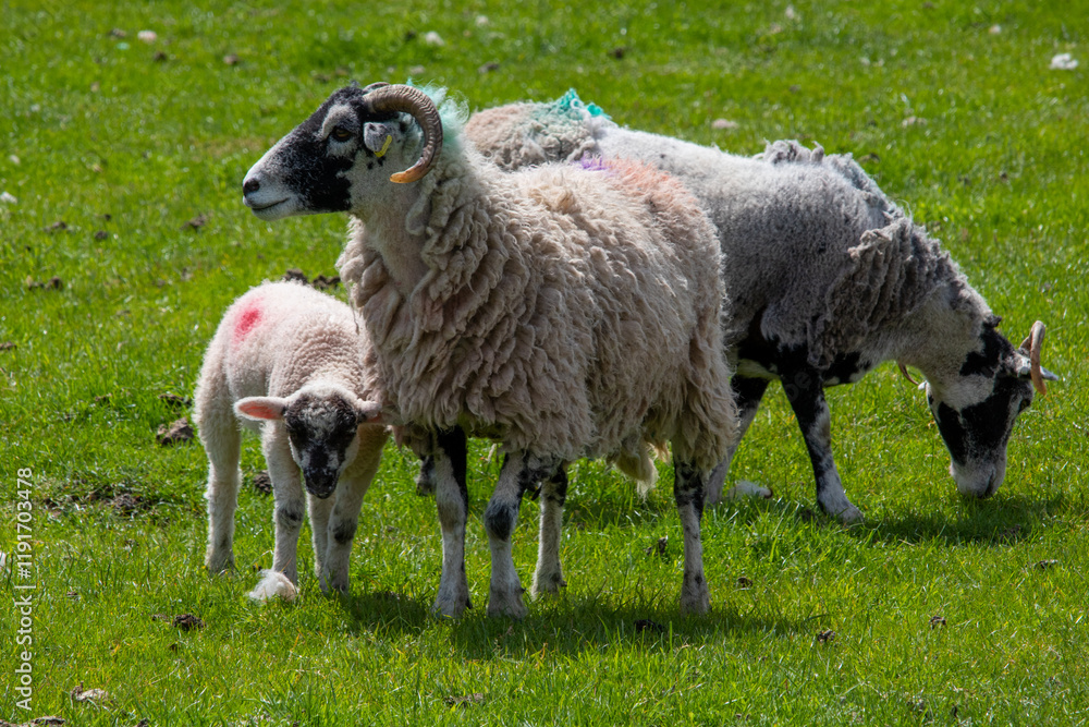 Sheeps Sheeps