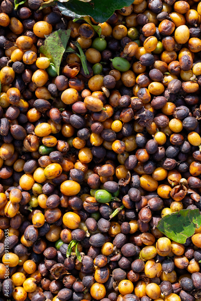 Lush Brazilian Coffee Farms and Vibrant Coffee Beans Lush Brazilian Coffee Farms and Vibrant Coffee Beans