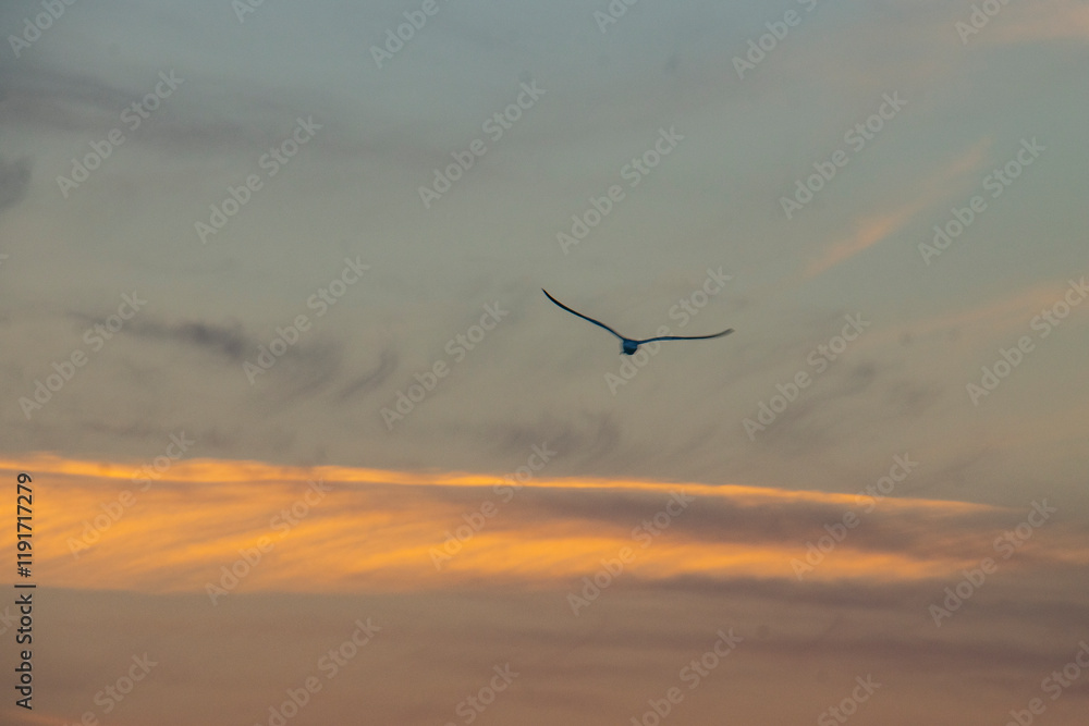 By the lake, sunset, dusk, seagulls, fish eating birds, eagles, waterfowl, catching fish, fishing, winter, scenery, background, burning clouds By the lake, sunset, dusk, seagulls, fish eating birds, eagles, waterfowl, catching fish, fishing, winter, scenery, background, burning clouds