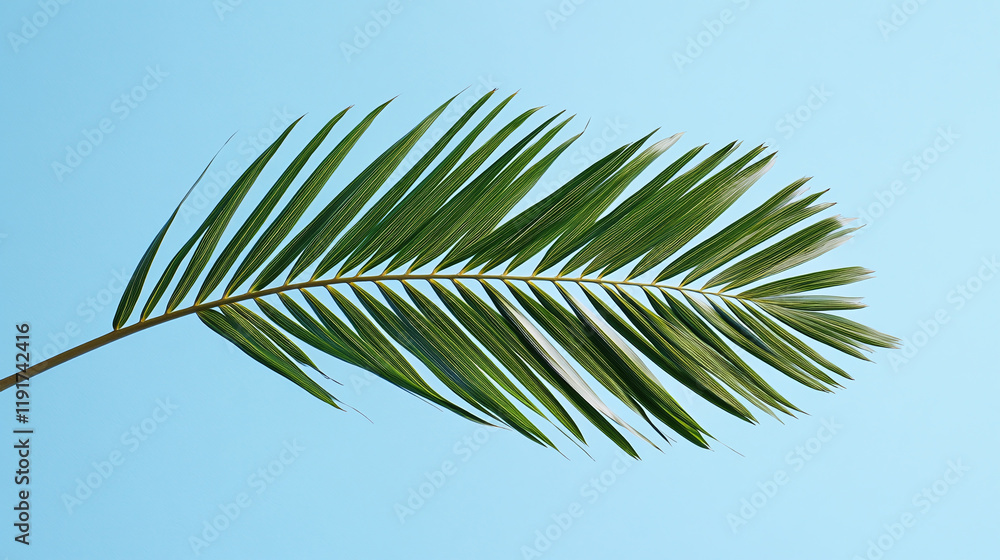 Fototapeta premium Coconut palm tree leaf leaves branch against the blue sky background. tropical summer holiday vacation caribbean island paradise, exotic hawaii coast tourism banner or wallpaper.