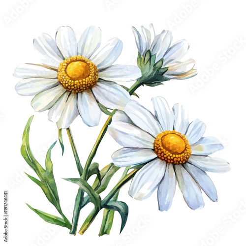 A watercolor drawing of chamomile herb, isolated on a white background. Chamomile Herb vector.
