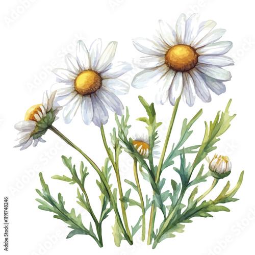 A watercolor vector of a chamomile flower, isolated on a white background. Chamomile Flower vector.
