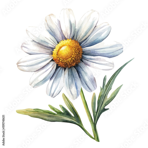 A watercolor drawing of chamomile, isolated on a white background. Chamomile vector.
