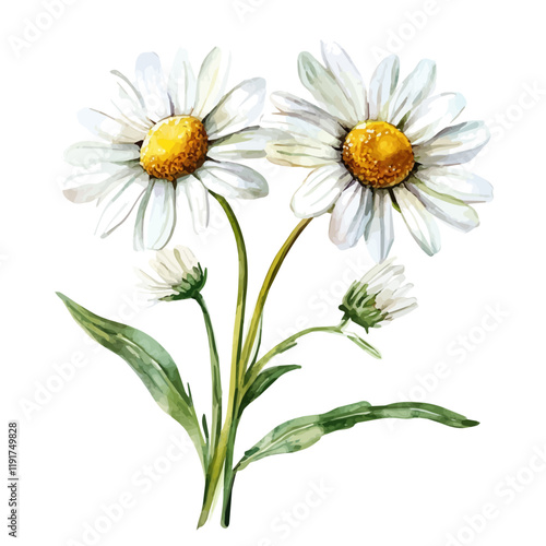 A watercolor clipart of chamomile, isolated on a white background. Chamomile vector.
