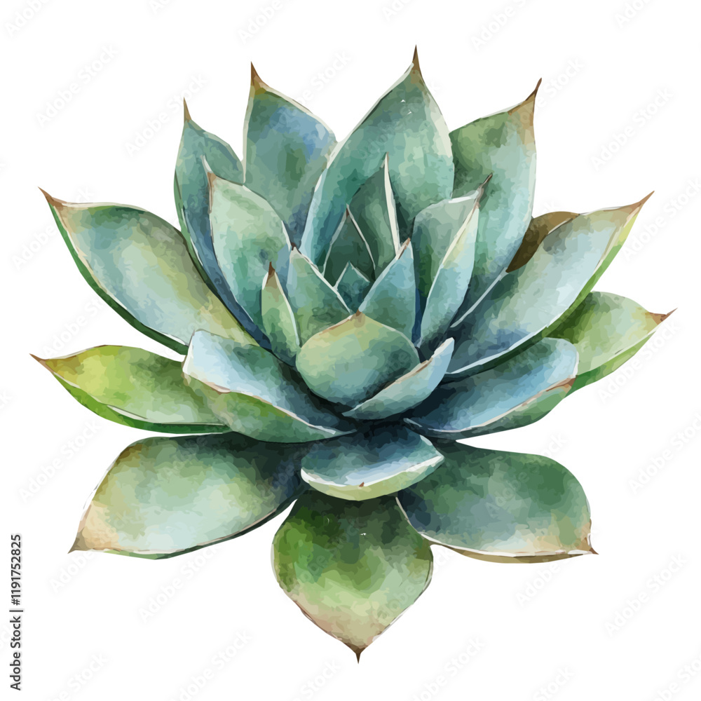 A watercolor of a century plant, isolated on a white background. Century Plant vector.
A watercolor of a century plant, isolated on a white background. Century Plant vector.