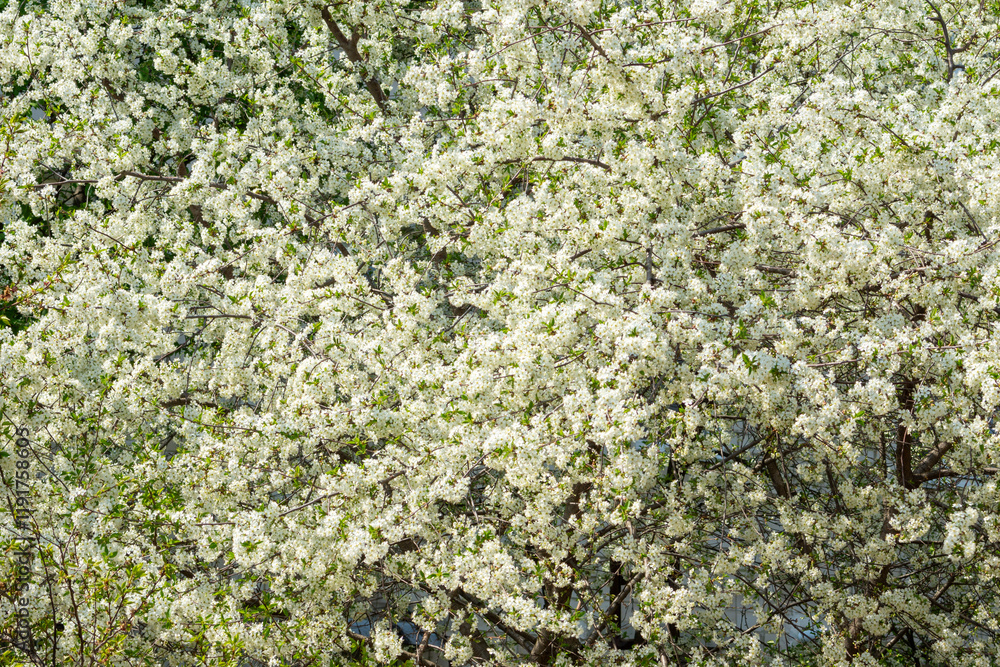 Blooming white flowers fill the garden during spring season near a city Blooming white flowers fill the garden during spring season near a city