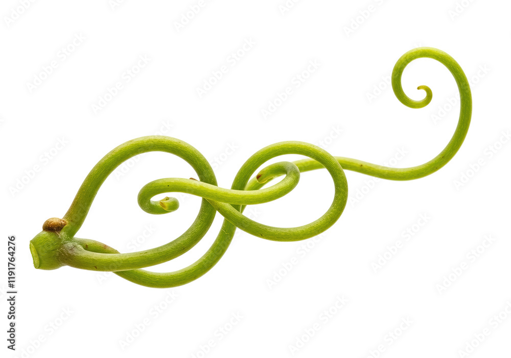 Obraz premium Grape tendril isolated on white
