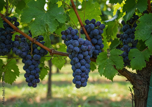 Wallpaper Mural Wine grapes and green foliage in the garden. Nature and Food. Torontodigital.ca