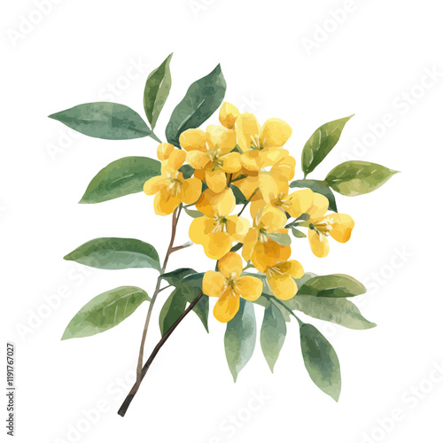 A watercolor drawing of cassia, isolated on a white background. Cassia vector.
