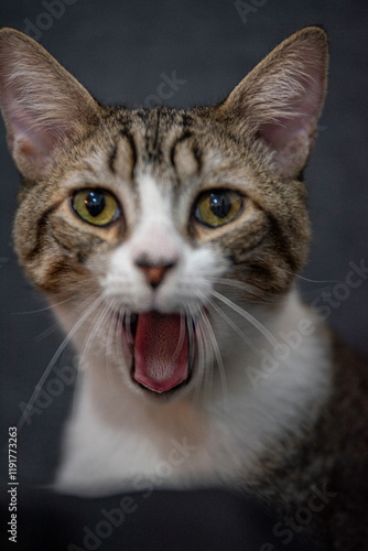 Gato bostezando con rayas y lengua de fuera