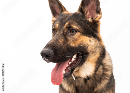 German shepherd dog isolated on a white background