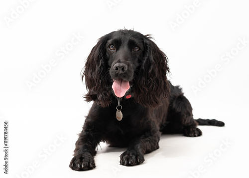 black springer spaniel isolated on white background