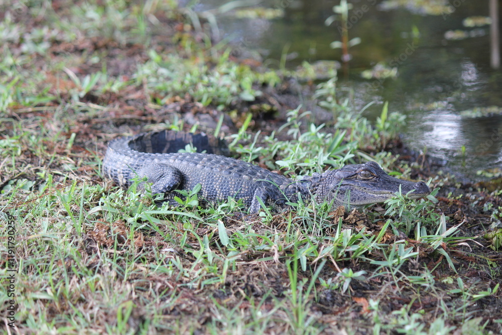 Alligator at Avery Island Alligator at Avery Island