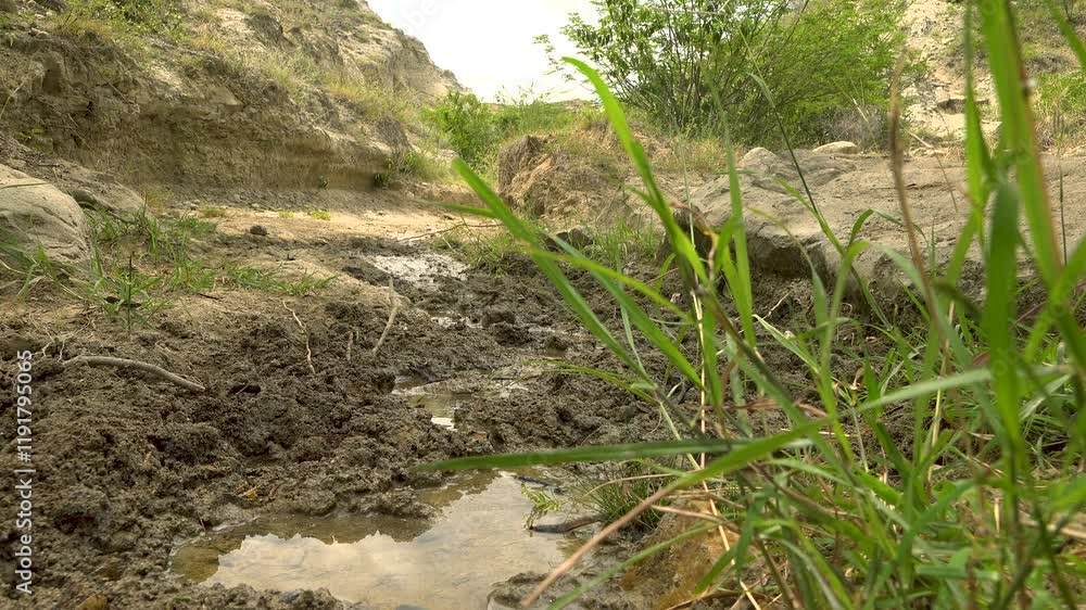 A shallow muddy spring in the Tatacoa Gray Desert with grass and shrubs growing beside A shallow muddy spring in the Tatacoa Gray Desert with grass and shrubs growing beside