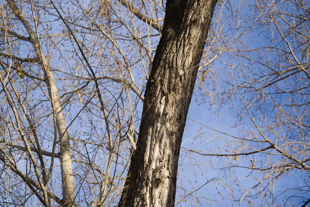 Large leafless leaning tree in the fall with blue sky Large leafless leaning tree in the fall with blue sky