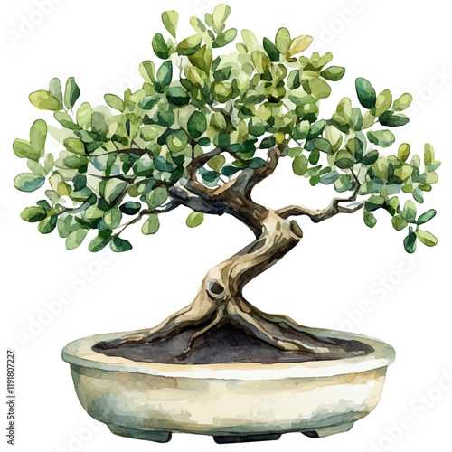 A watercolor drawing of a buttonwood bonsai, isolated on a white background. Buttonwood Bonsai vector.
