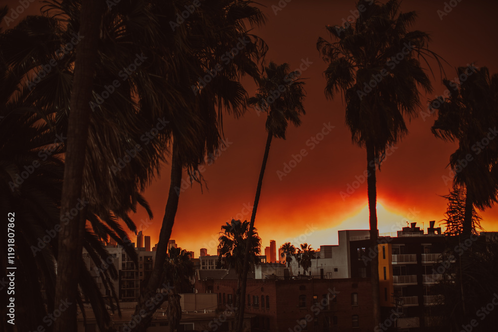 Obraz premium Palm trees silhouetted in the glow of the Palisades fire in Los Angeles, California 