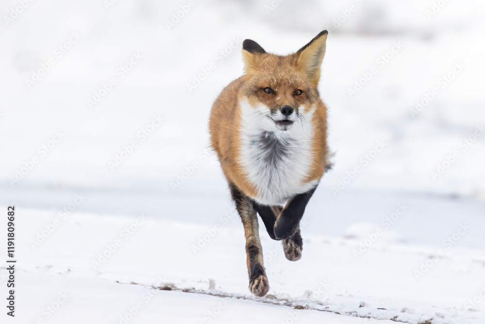 Obraz premium Red fox running in winter