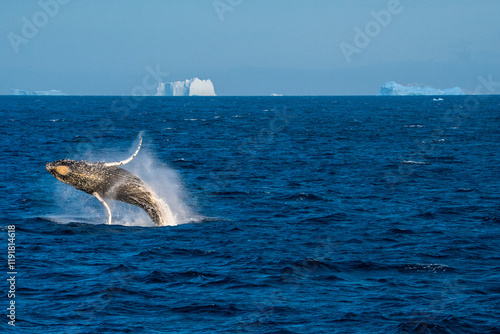 Humpback whale breach in Antarctica