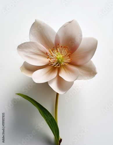 白い背景に春の花が一輪、ナチュラルで落ち着いた雰囲気が漂うクローズアップ
