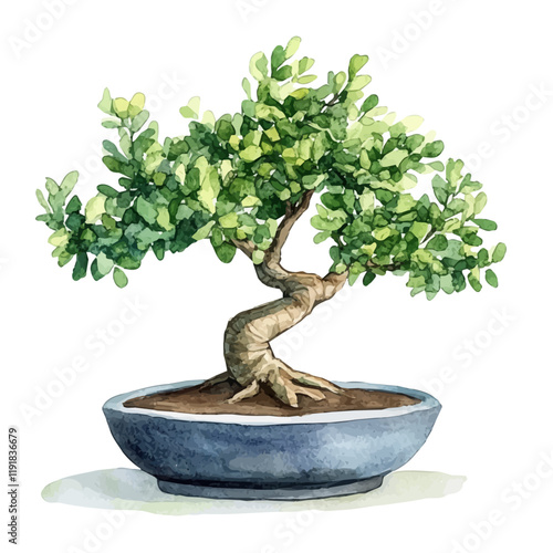 A watercolor of a boxwood bonsai, isolated on a white background. Boxwood Bonsai vector.
