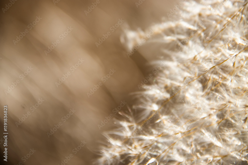 Obraz premium Reed, Winter, Autumn, Dandelion, Dreamy, Scenery, Void, Warm Colors