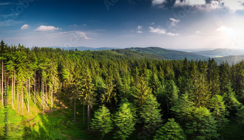 beautiful green coniferous forest european nature novohradske hory czech republic photo