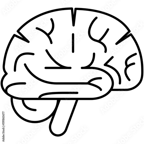Brain