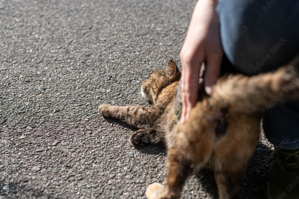 Obraz premium 可愛い野良猫を撫でる人