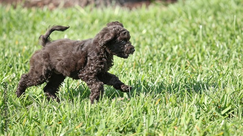 An adorable brown poodle puppy dog sprinting merrily on the grass, displaying its youthful energy and lively charm. A heart - warming scene of a puppy at play. photo