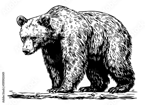 Vector illustration of a hand-drawn bear in detailed line art style, with no background