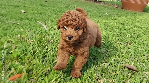 An adorable brown poodle puppy dog sprinting merrily on the grass, displaying its youthful energy and lively charm. A heart - warming scene of a puppy at play. photo