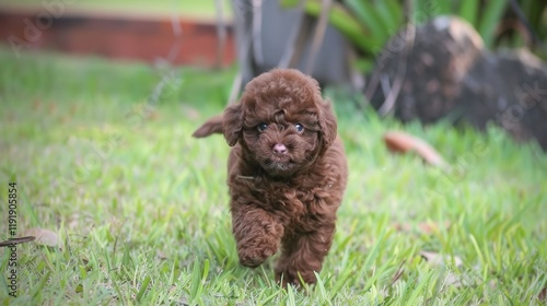 An adorable brown poodle puppy dog sprinting merrily on the grass, displaying its youthful energy and lively charm. A heart - warming scene of a puppy at play. photo